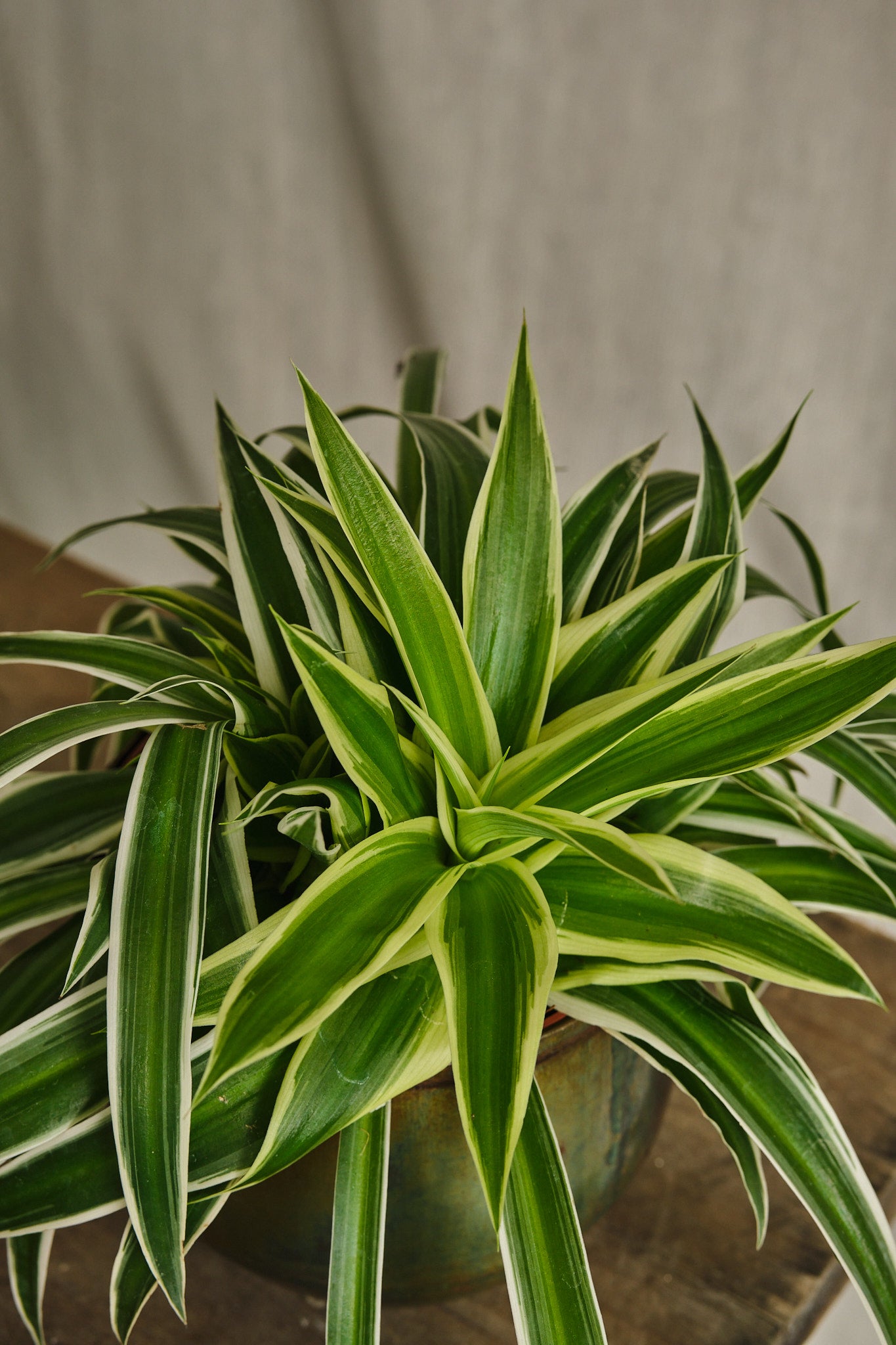 Chlorophytum Ocean Spider Plant - Air Purifying Indoor House Plant for Home, Office, and Garden Decor | Perfect for Living Room, Bedroom, and Workspace Greenery