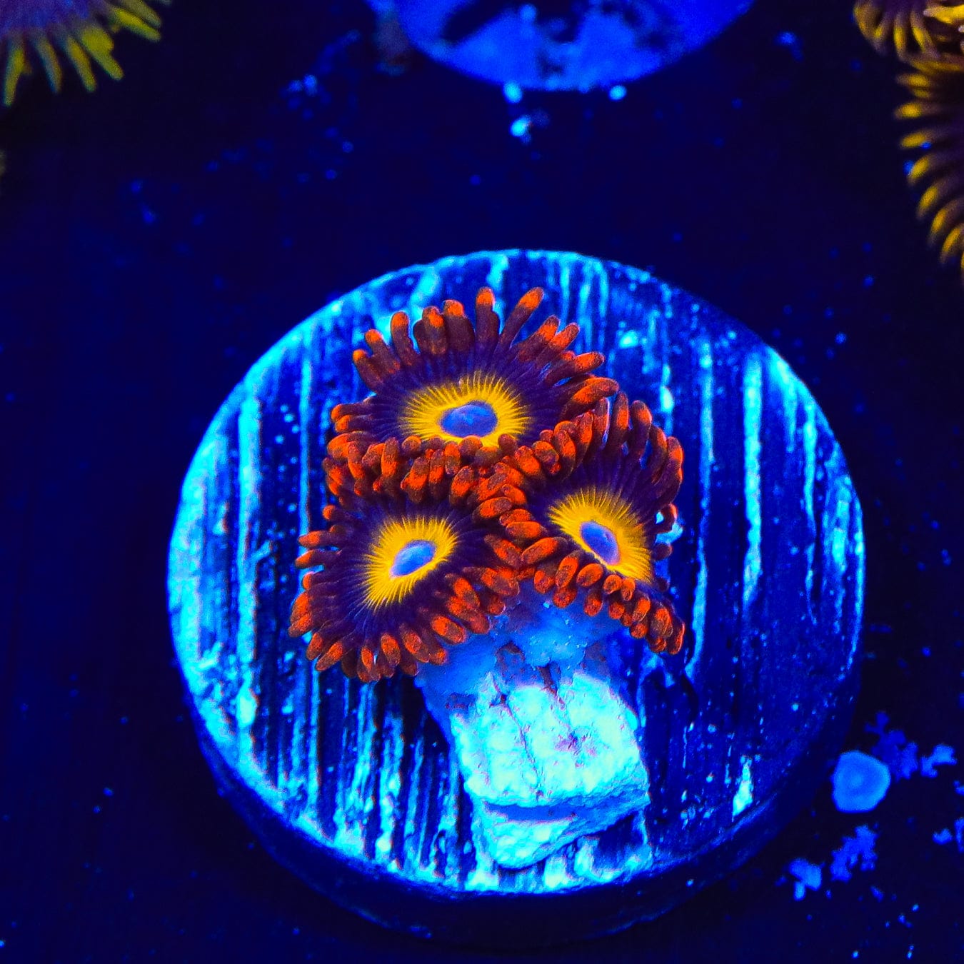 Premium Fruit Loops Zoanthids Coral for Saltwater Aquariums – Vibrant Colorful Coral for Reef Tanks & Marine Aquascaping