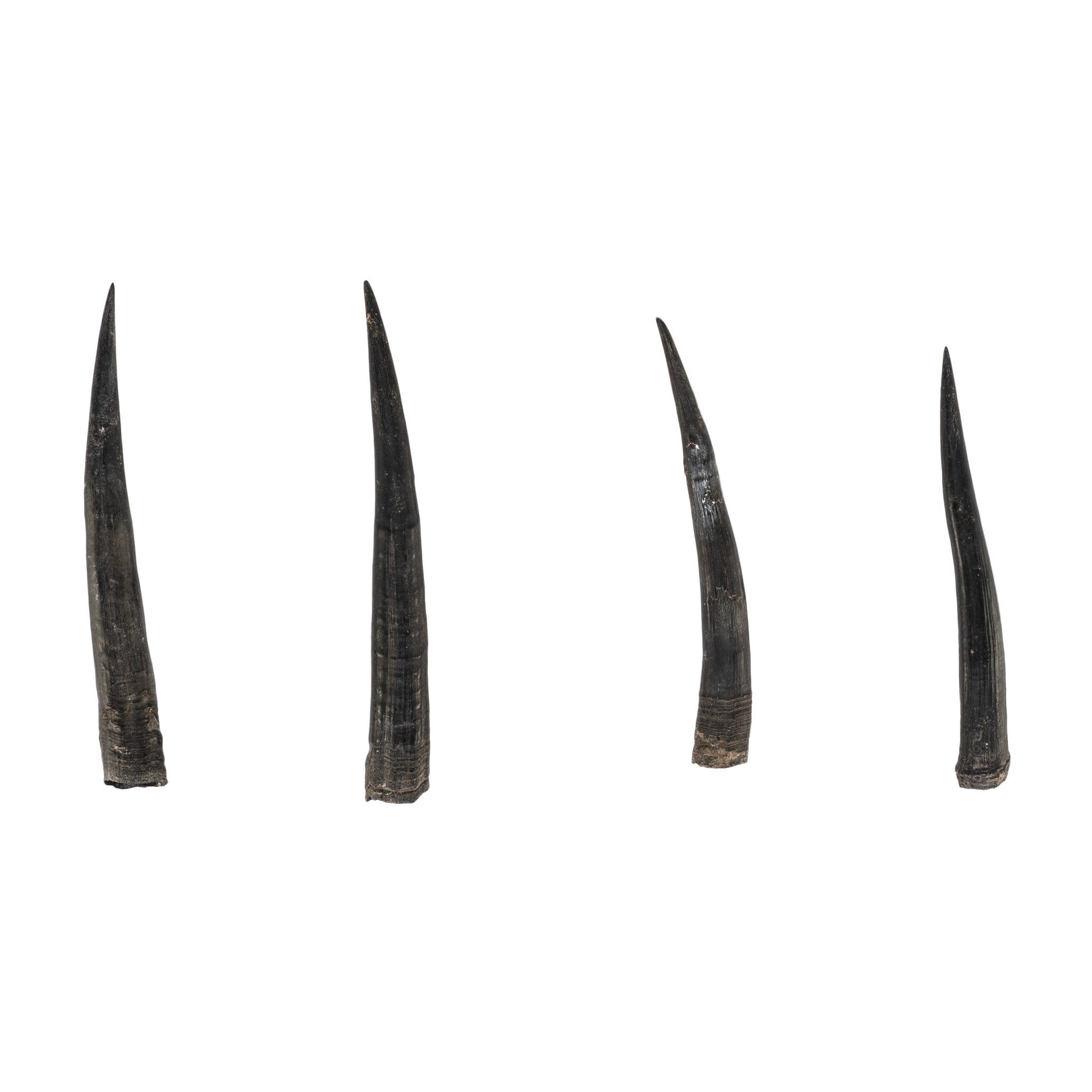 Authentic Steenbok Horn - Natural & Unique Home Decor | Perfect for Rustic, African-Themed Interiors & Hunting Trophy Displays