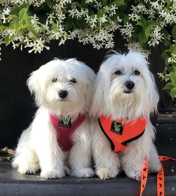 Soft No-Pull Dog Harness with Double Padding - Breathable Mesh Vest for Puppies & Small to XL Dogs (Medium 12-14in, Orange) - Perfect for Walking, Training & Outdoor Adventures