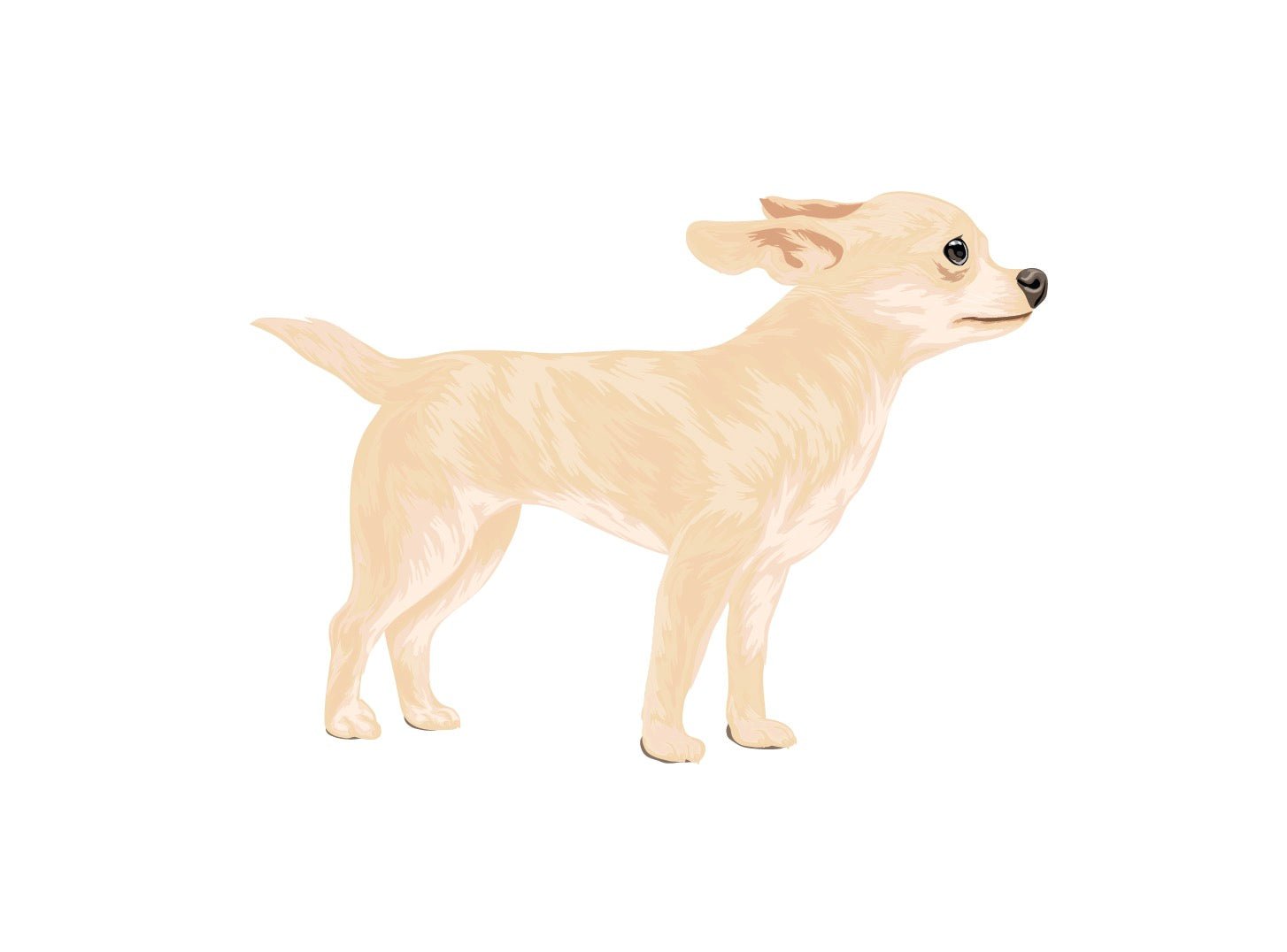 Short Haired Chihuahua Car Decals - Waterproof Vinyl Stickers for Windows, Laptops & DIY Crafts - Perfect for Pet Lovers & Home Decor