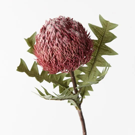 Banksia Acorn (Pink) - Unique Decorative Seed Pods for Home Decor, Wedding Centerpieces & Craft Projects