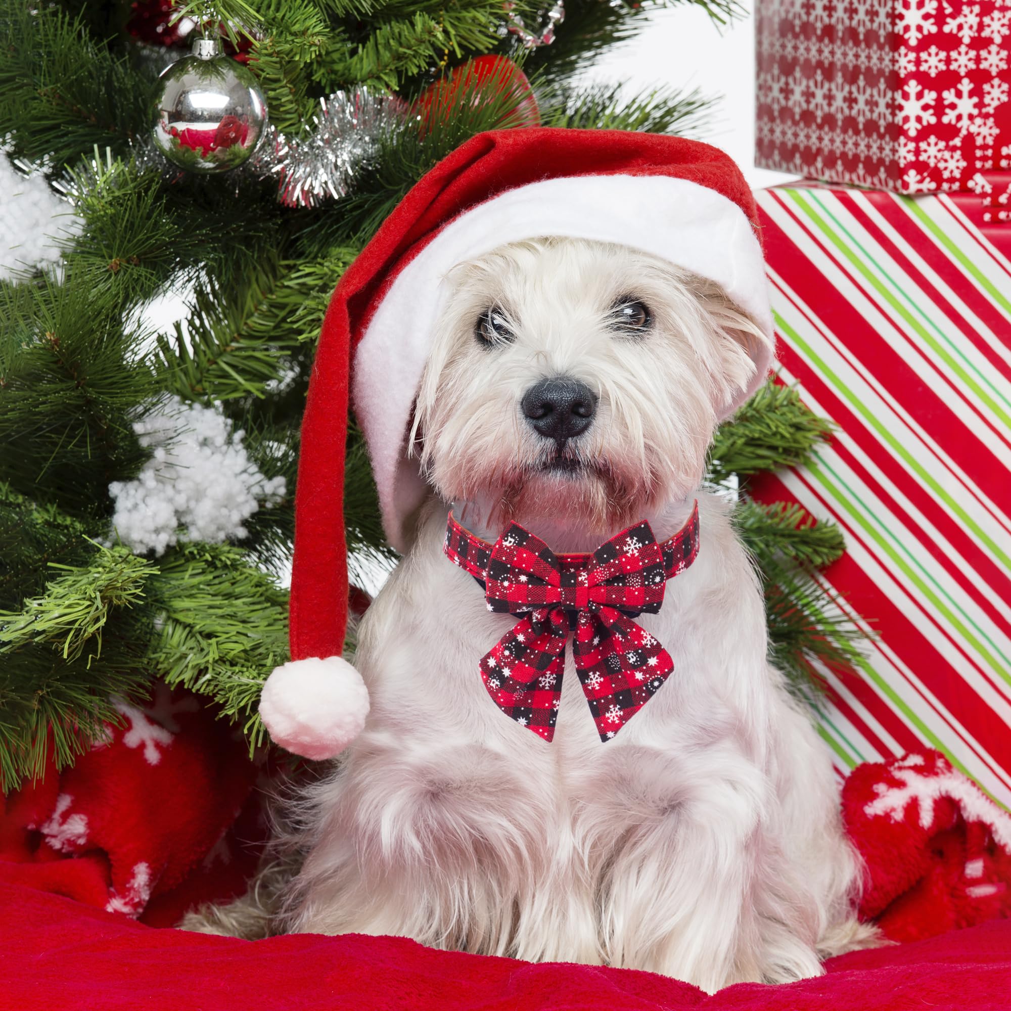 ADOGGYGO 2 Pack Christmas Dog Collar with Bow Tie - Classic Plaid Red Green Adjustable Pet Collar with Removable Bowtie for Small Dogs - Perfect for Holiday Photos & Festive Pet Parties