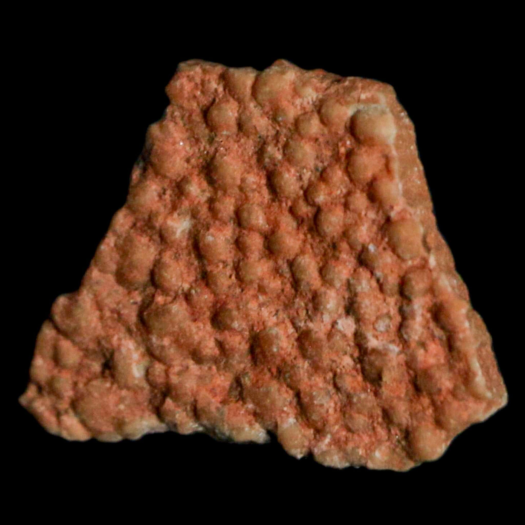 Authentic 0.4 Megaloolithus Titanosaur Dinosaur Fossil Egg Shell from Bouches-du-Rhône, France - Rare Collector's Item for Museum Display & Paleontology Enthusiasts - Perfect for Educational Exhibits, Home Decor, and Fossil Collections