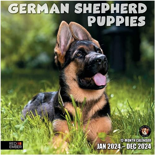 11 - German Shepherd Puppies