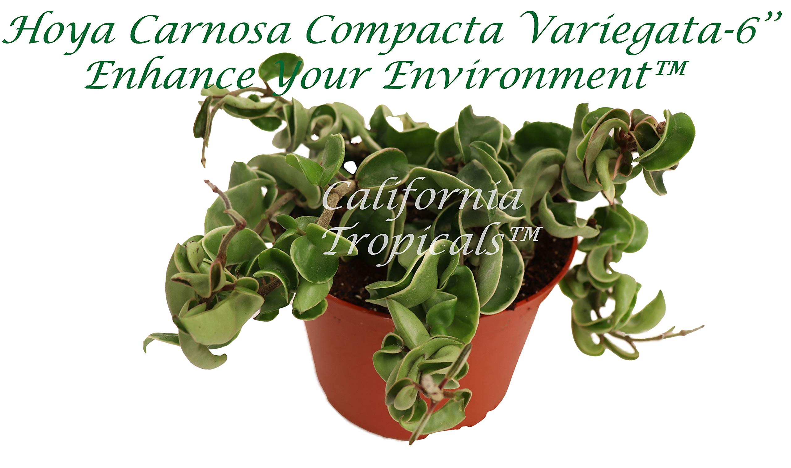Rare Variegated Hoya Carnosa 'Compacta' Hindu Rope Plant - 6 Inch Live Indoor Hanging Plant from California Tropicals - Perfect for Home Decor, Office Spaces & Gift Giving