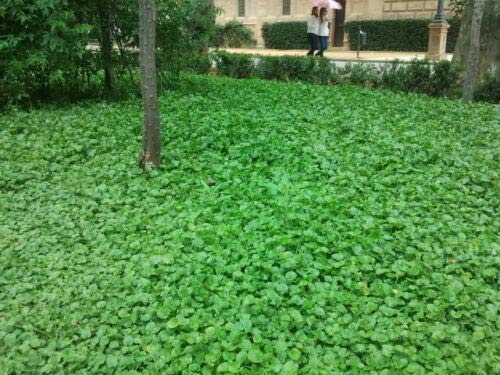 500 Seeds California No-Mow Lawn (Dichondra Repens) - Drought-Tolerant Ground Cover for Gardens, Landscaping & Eco-Friendly Yards | Perfect for Low-Maintenance Lawns, Pathways & Pet Areas