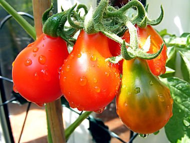 Heirloom Tomato Red Pear Seeds - Non-GMO, Organic, Open-Pollinated Garden Vegetable (4,000 Seeds) for Home Gardening, Canning & Fresh Salads - by Seed Kingdom