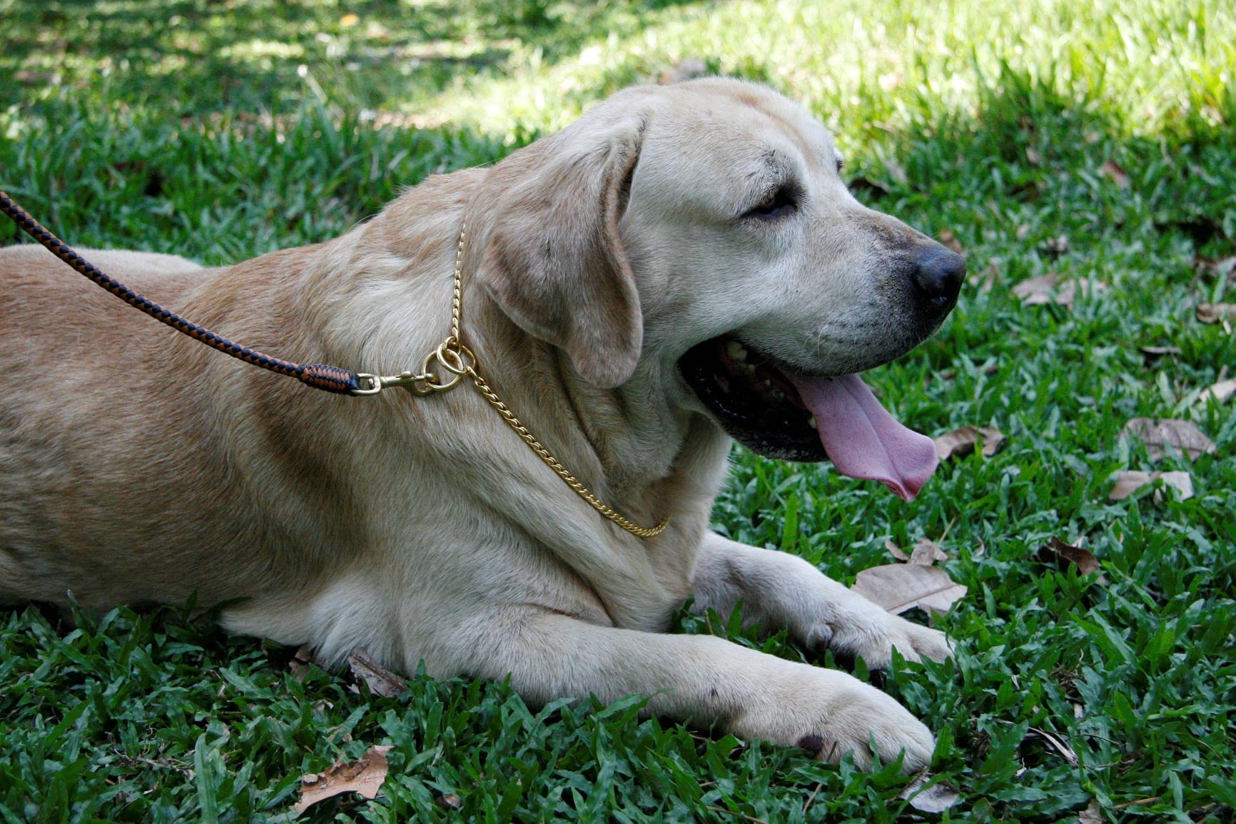 Premium Metal Chain Dog Show Collar - Adjustable Brass Snake Slip Collar for Toy to XL Dogs - 3.8mm Thick Black 20