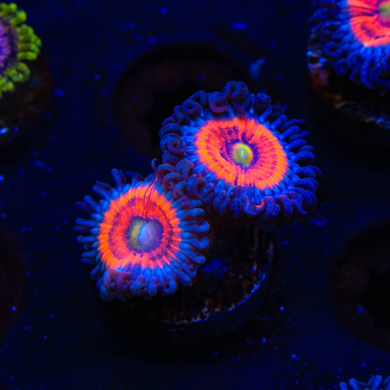 Everlasting Gobstopper Zoanthids Coral - Vibrant Color Live Coral for Saltwater Aquariums | Perfect for Reef Tanks & Marine Displays