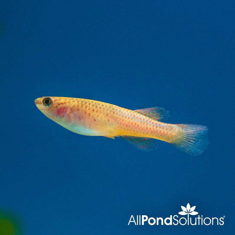 Steel Blue Killifish (Female) - Aphyosemion gardneri - Live Aquarium Fish for Tropical Freshwater Tanks - Perfect for Community Aquariums and Breeding Projects