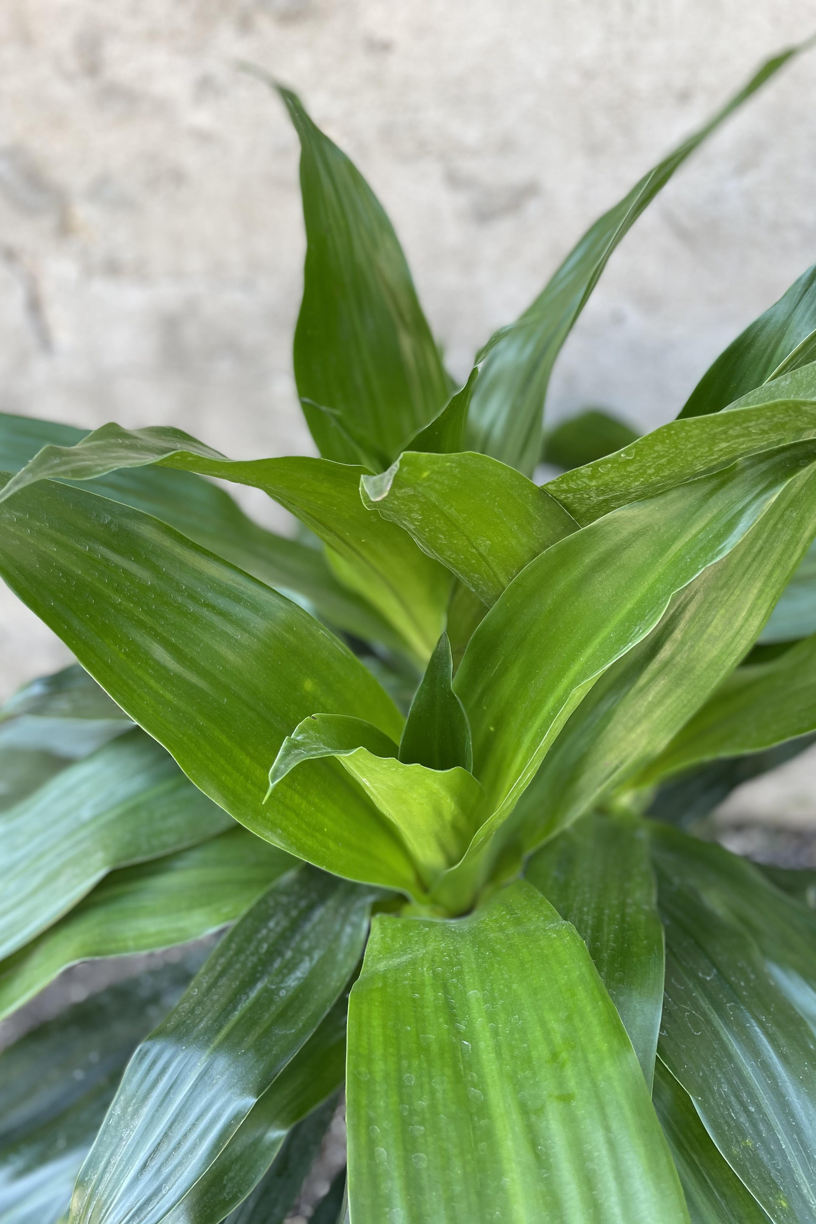 Dracaena 'Janet Craig' Indoor Plant - 10 Pack of Healthy Leaf Tips for Home & Office Decor | Perfect for Living Rooms, Bedrooms, and Workspaces