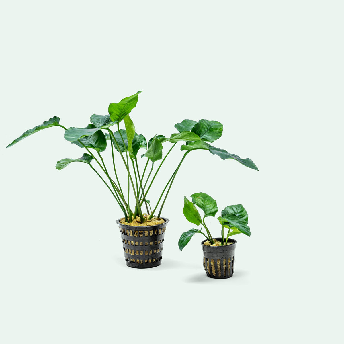 Anubias Barteri Live Aquarium Plant - Large Mother Plant for Fish Tanks, Aquascaping & Aquatic Gardens | Perfect for Beginners & Low Light Aquariums