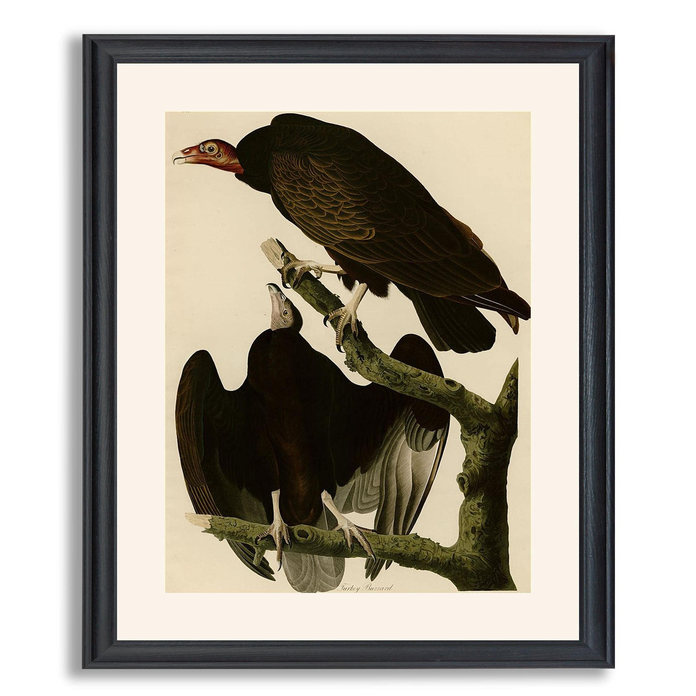 James Audubon Turkey Buzzard Framed Art Print - Premium Wildlife Painting Reproduction in Wood Frame | Vintage Bird Wall Decor for Living Room, Bedroom & Office | Nature-Inspired Home & Workspace Decor