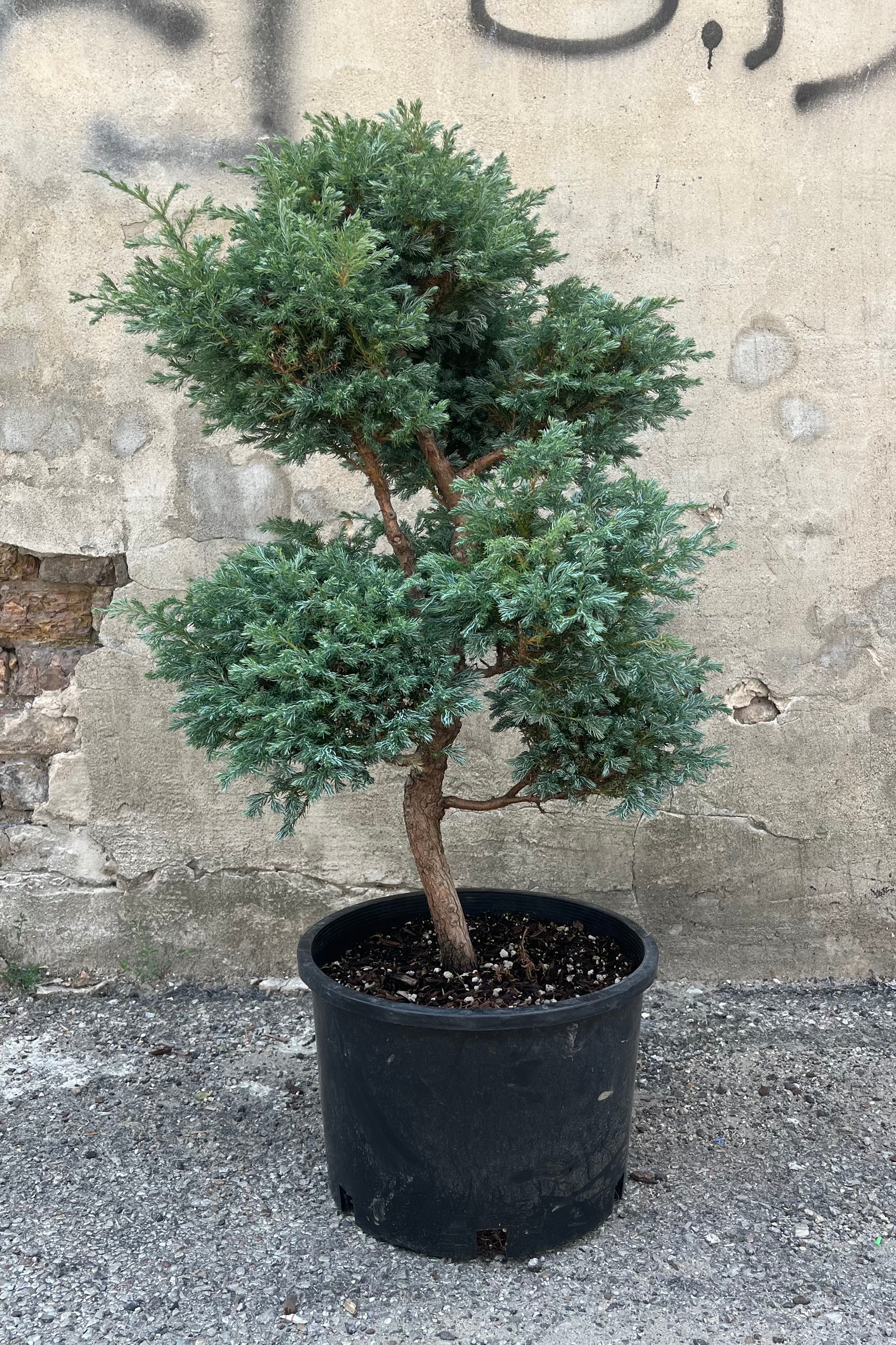 Chamaecyparis pisifera 'Boulevard' Pom Pom - #6 Size Evergreen Shrub for Landscaping, Privacy Hedges & Garden Decor