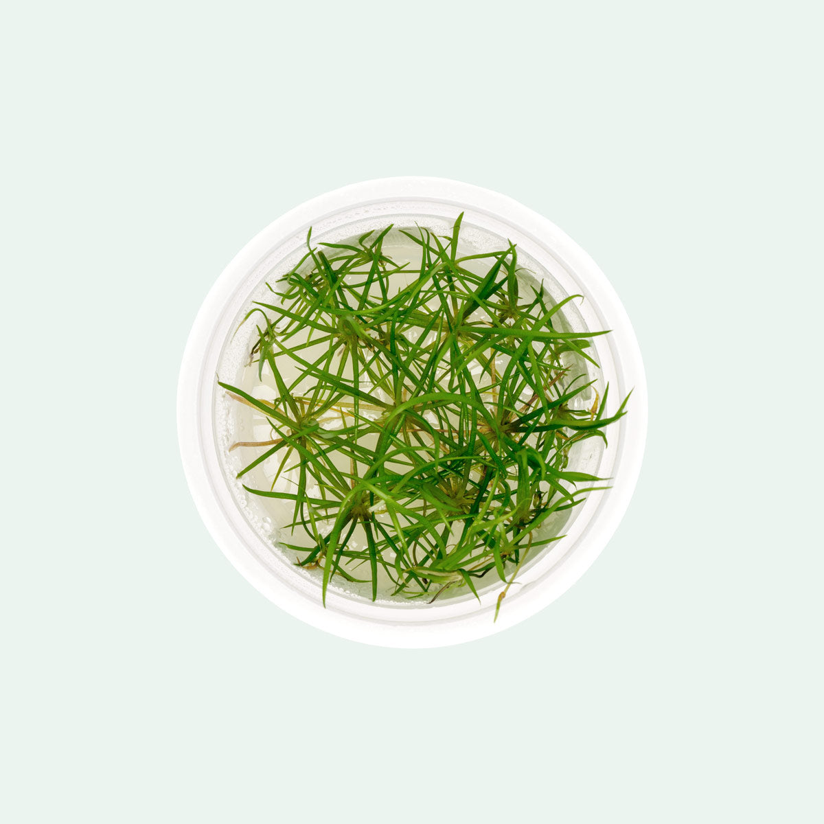 Echinodorus Tenellus Micro Tissue Culture - Live Aquatic Plant for Aquariums, Fish Tanks & Terrariums | Perfect for Foreground Carpeting, Nano Tanks & Planted Aquascapes