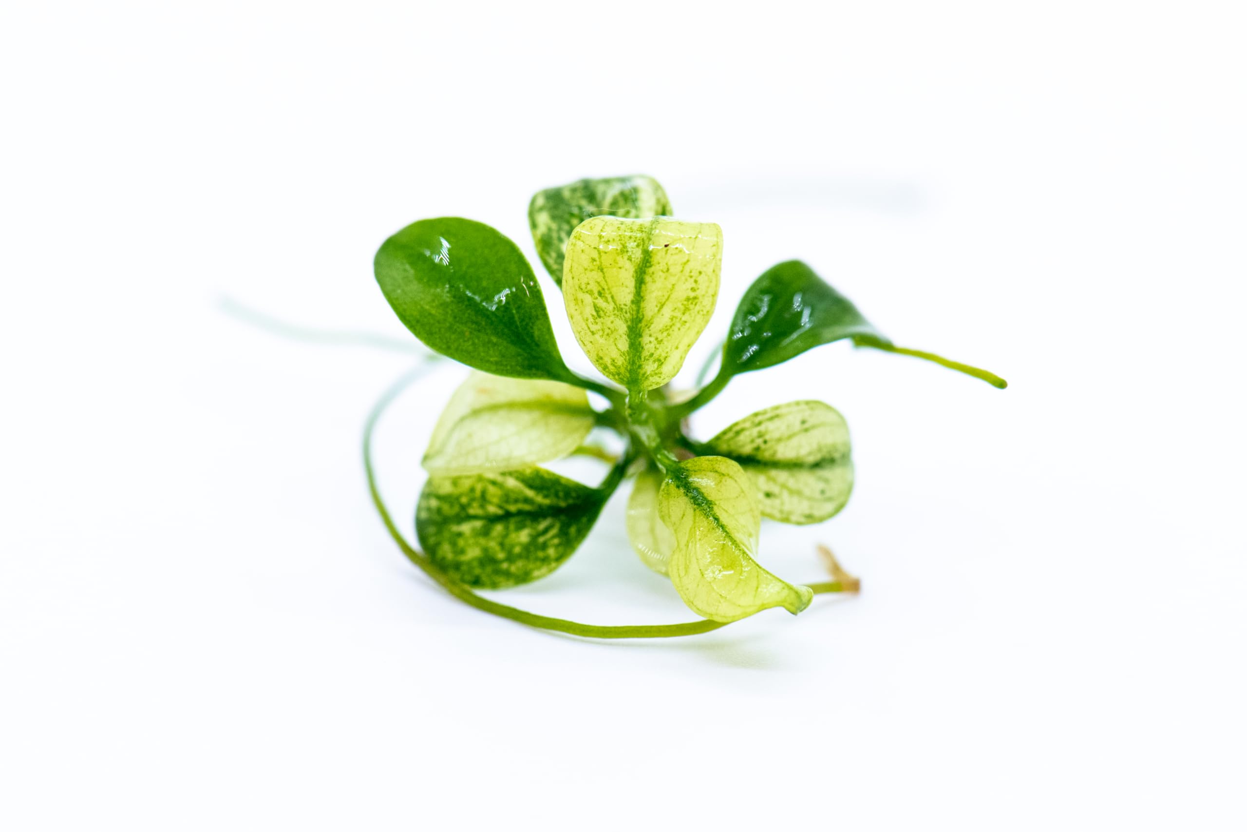Anubias Nana Petite White Live Aquarium Plant - Rare Aquatic Plant for Nano Tanks & Terrariums | Easy Care Freshwater Aquascaping | Low Light Aquarium Decor | 1 Mini Loose Plant for Shrimp Tanks & Betta Fish Habitats