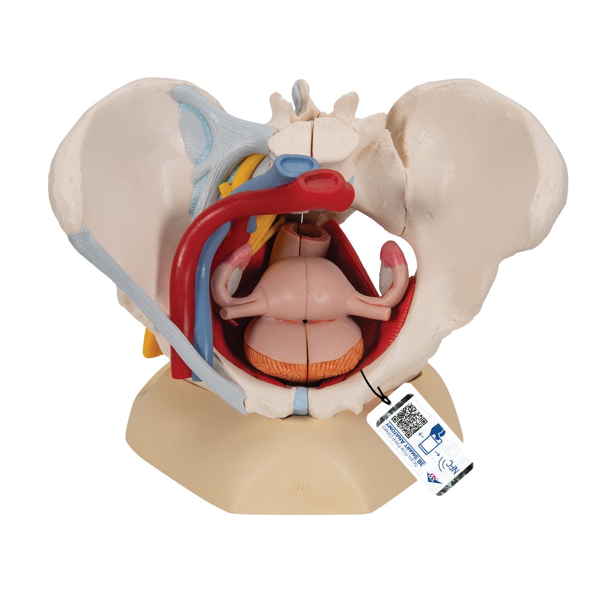 Female Pelvis Anatomy Model with Ligaments, Pelvic Floor & Organs - 6-Part Detachable Medical Educational Tool for Students, Doctors & Physical Therapists - Perfect for Classroom, Clinic & Home Study