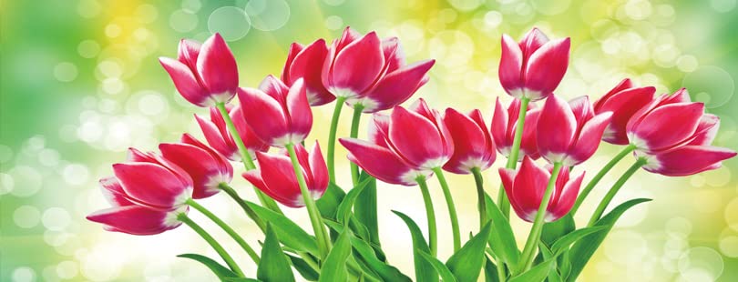 Tulip Flowers