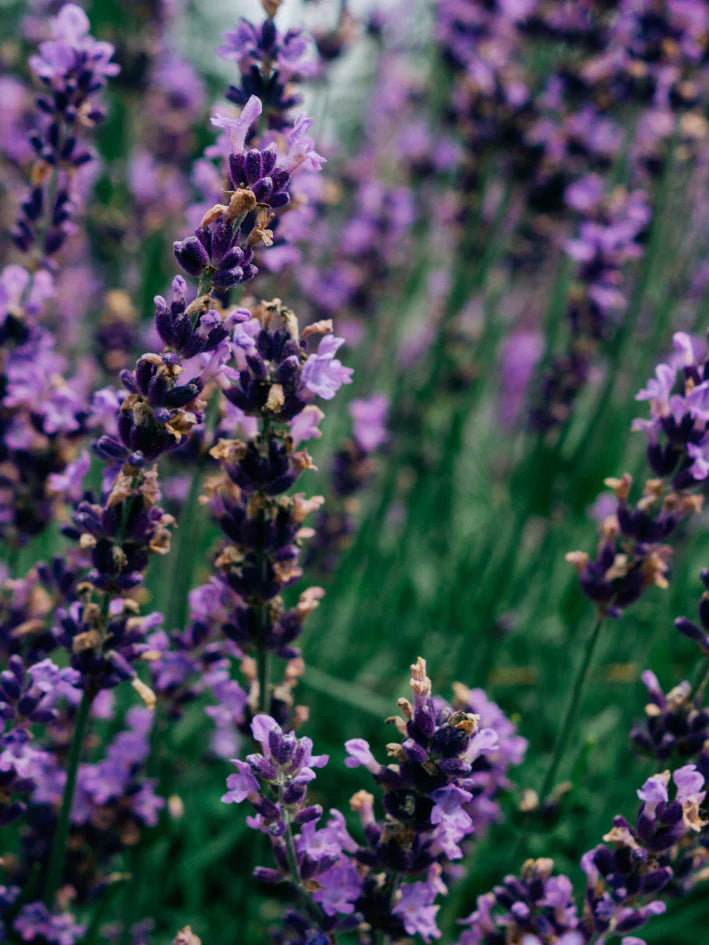St. Eval Lavender Fields Scented Tealight Candles - Perfect for Relaxation, Aromatherapy & Home Decor