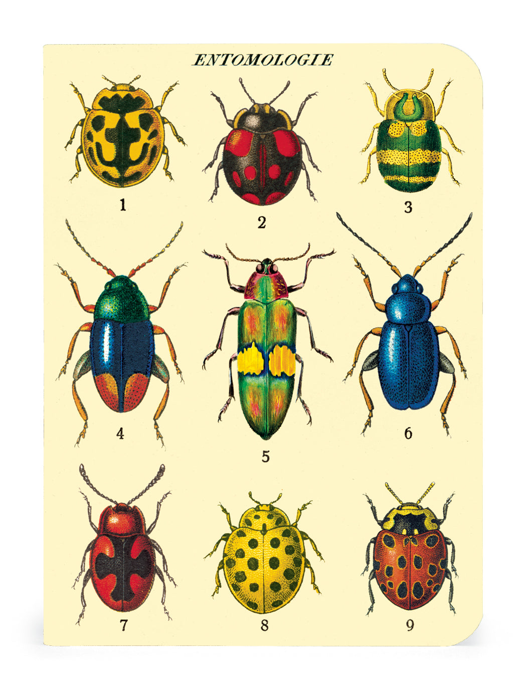 Bugs & Insects 3 Mini Notebook Set - Cute Insect-Themed Pocket Notebooks for Journaling, Sketching & Note Taking - Perfect for Students, Nature Lovers & Outdoor Adventures