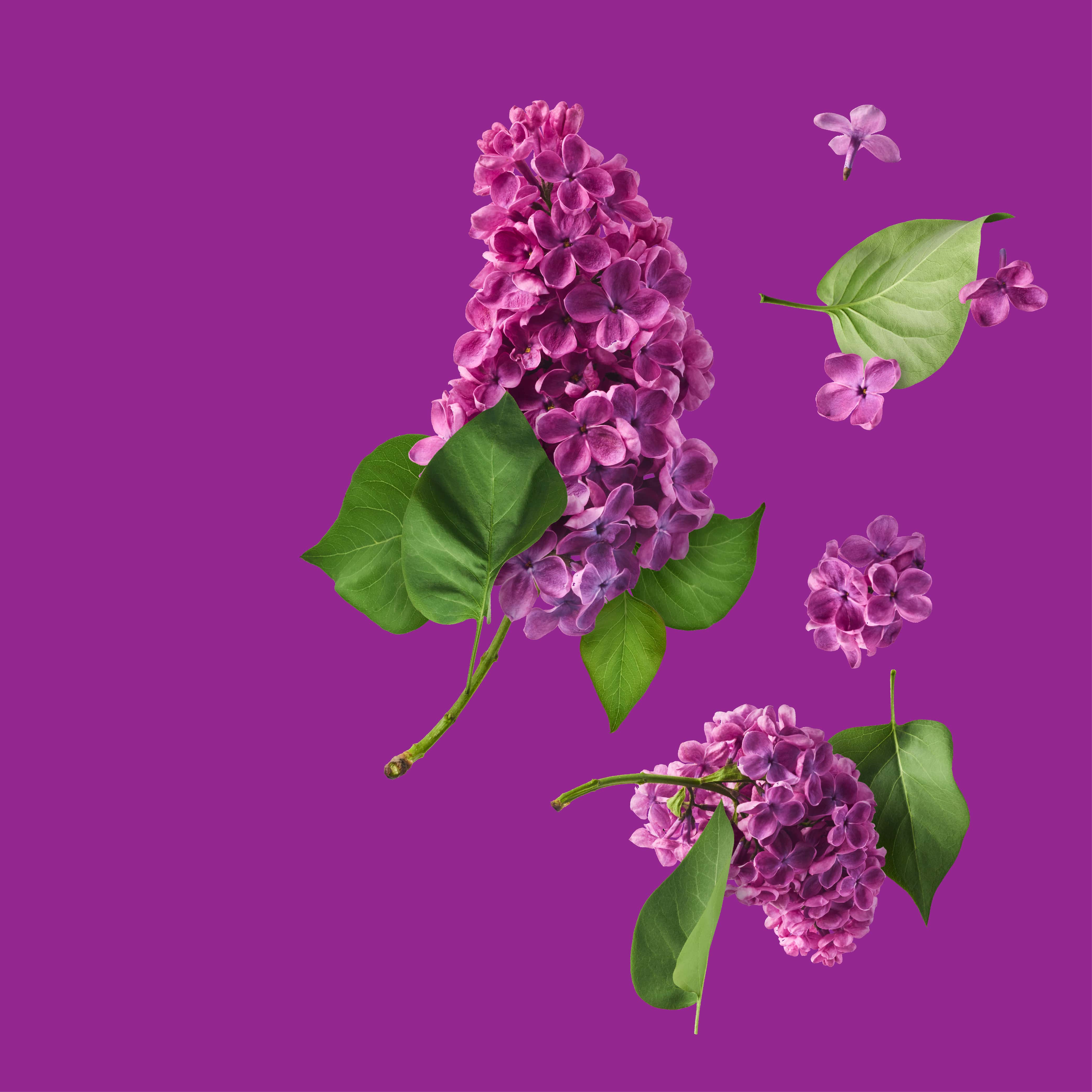 NO. 49 Lilac Blossom Fragrance Oil - Premium Scent for Handmade Soaps, Candles, Diffusers & DIY Crafts - Perfect for Aromatherapy, Home Decor and Gift Giving