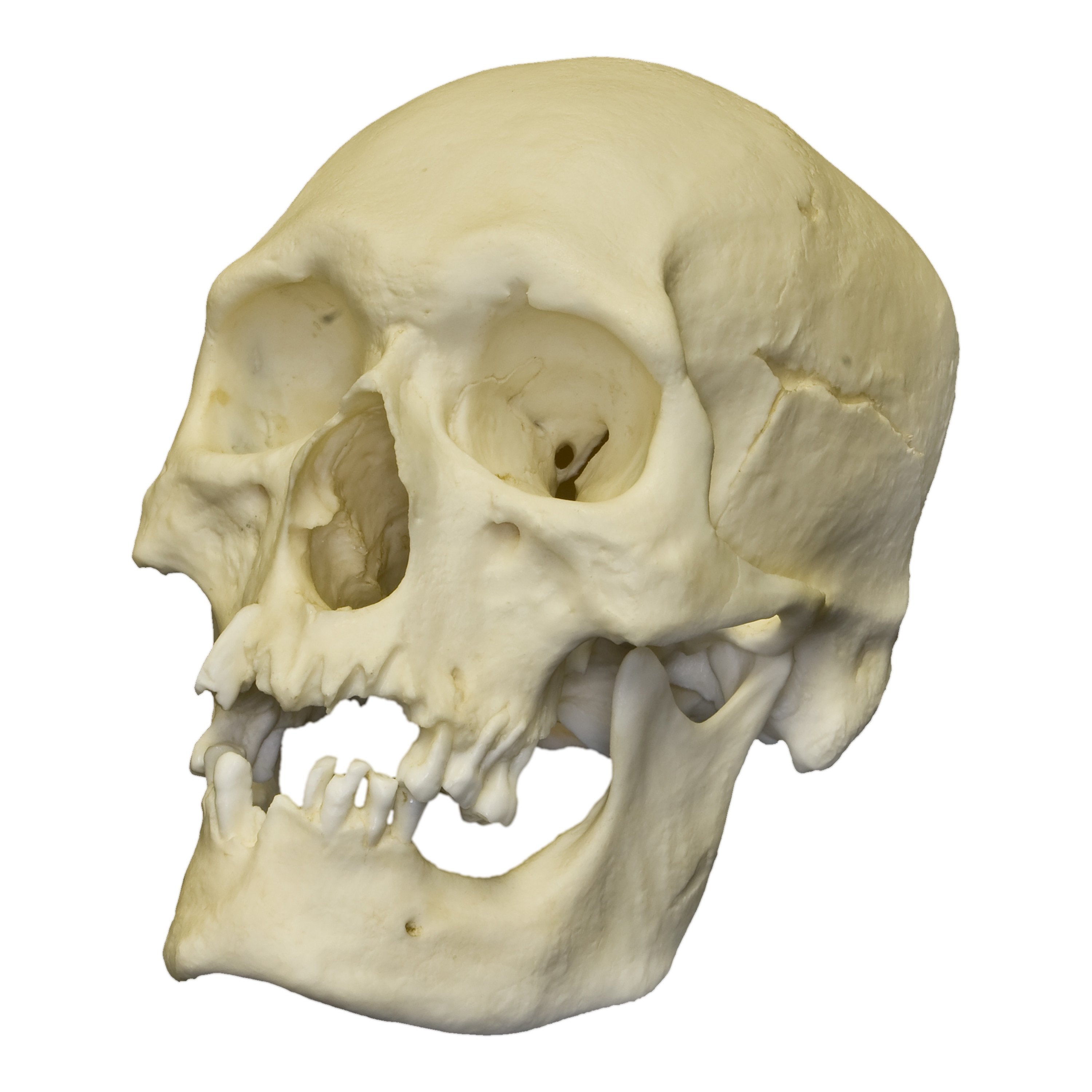 Authentic Polynesian Male Human Skull Replica - Perfect for Halloween Decor, Anthropology Studies, and Collectors Display