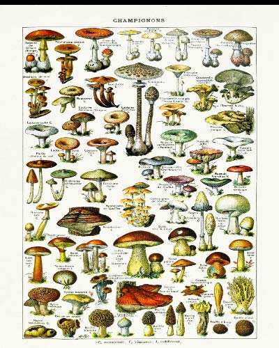 Vintage Edible Mushroom