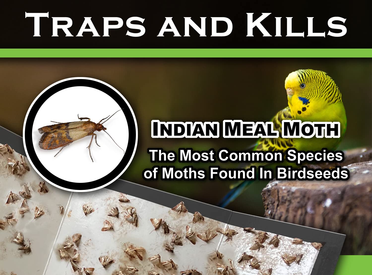 MaxGuard Birdseed Pantry Moth Traps (10 XL Pack) - Extra Strength Pheromone Glue Traps for Moth Control | Non-Toxic, Large Sticky Traps for Bird Seed Storage & Pantry Protection | Effective Moth Killer for Home, Kitchen & Food Storage Areas