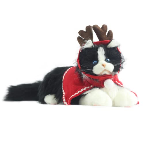 Bicolor With Christmas Suit