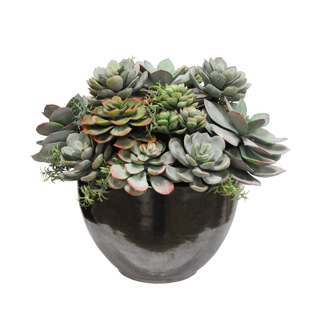 Mixed Succulent Plants in Crete Bowl - Beautiful Indoor/Outdoor Home & Office Decor for Desk, Tabletop, Gift