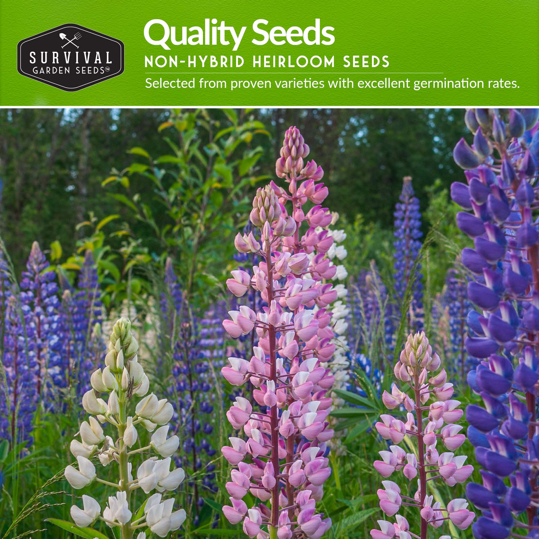 Perennial Flowers Mix - Shasta Daisy, Echinacea, Russell Lupine, Rose Mallow & Blue Sage Wildflower Seeds | Long-Lasting Garden Blooms for Borders, Pollinator Gardens & Landscaping