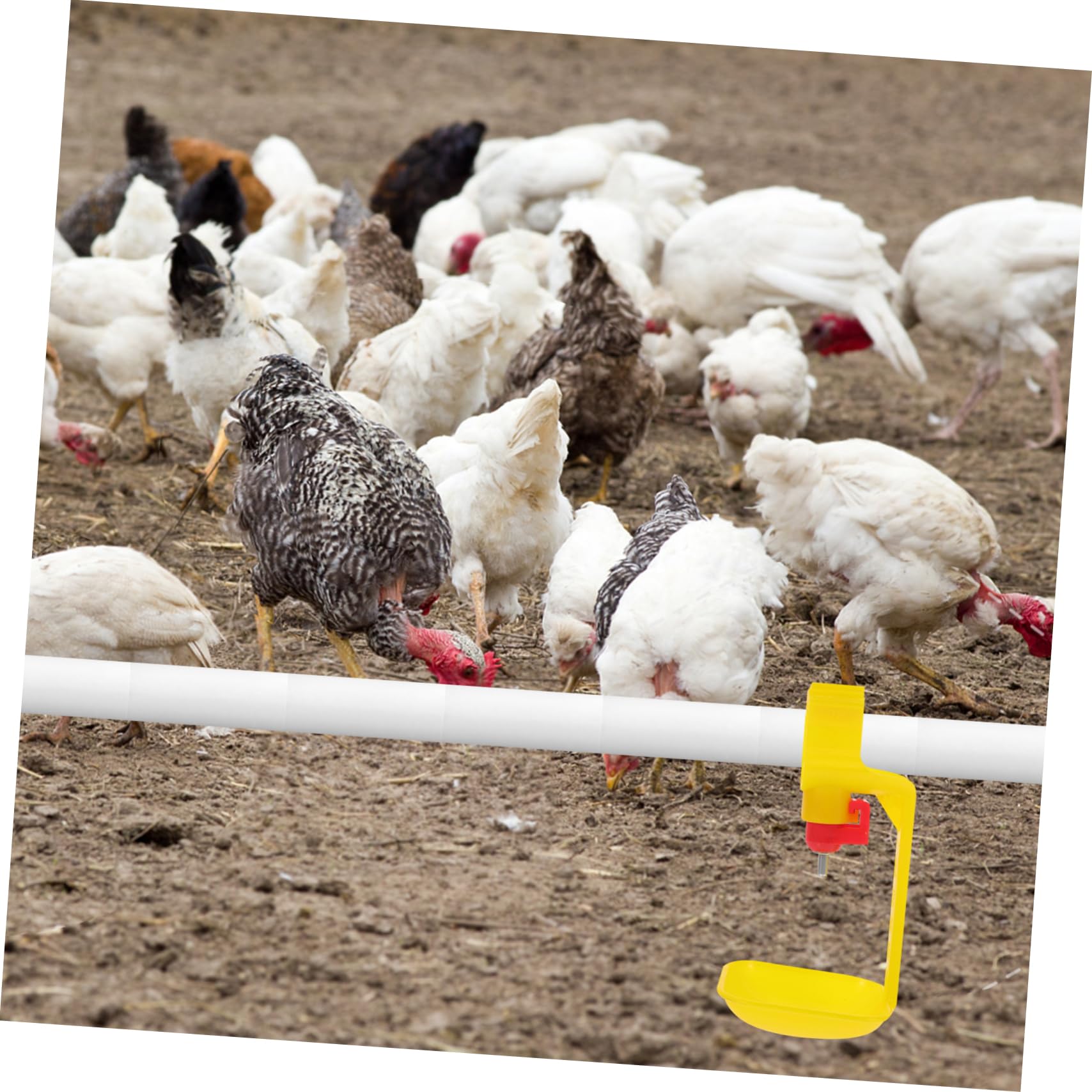 Balacoo 10-Pack Automatic Chicken Water Dispenser - Poultry Drinking Bowl for Farm & Backyard, Durable Plastic Water Container for Chickens, Ducks & Birds - Ideal for Coops, Runs & Outdoor Poultry Keeping