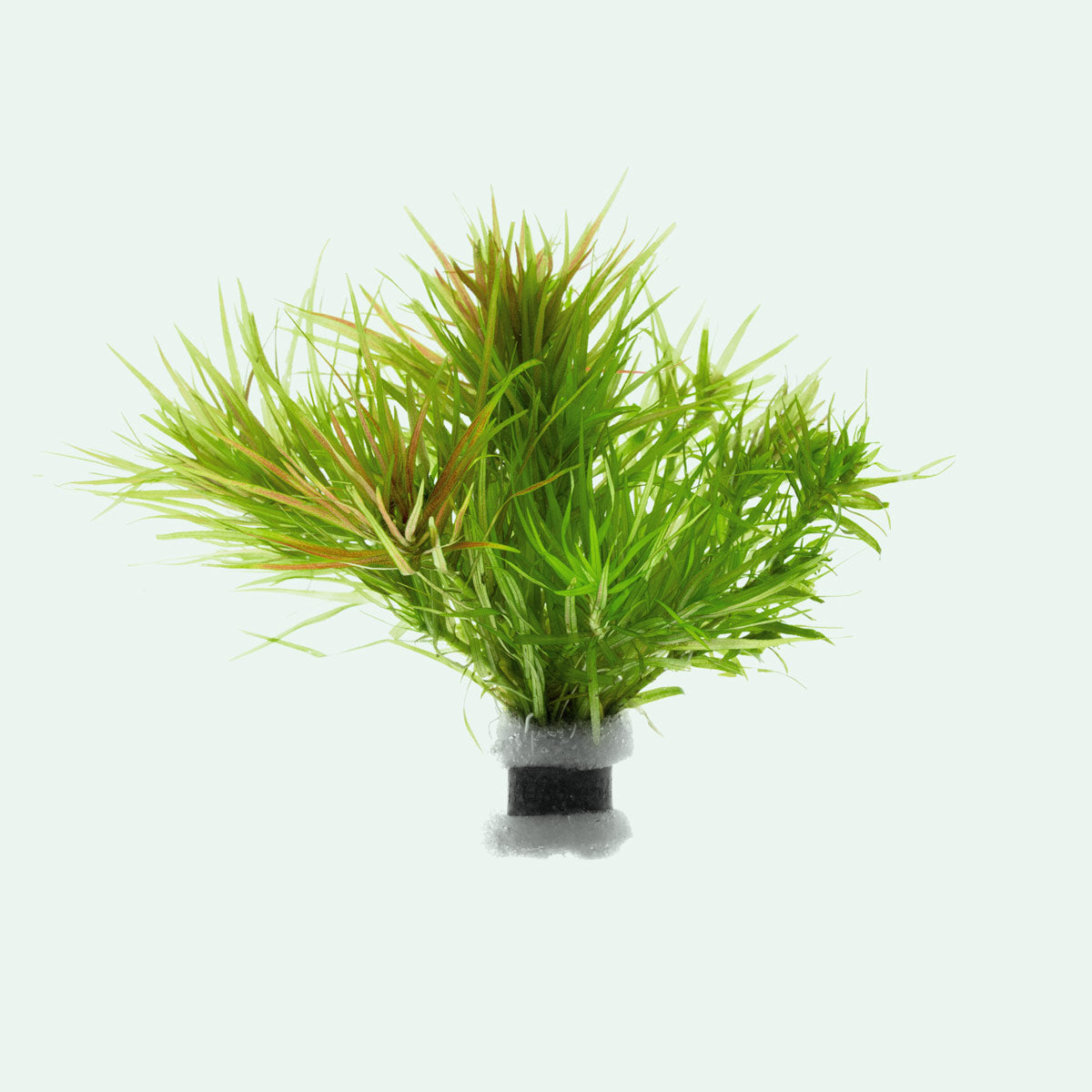 Blyxa Japonica Aquatic Plant for Aquariums - Freshwater Live Plant for Fish Tanks, Ponds & Aquascaping (Perfect for Shrimp Tanks & Natural Aquarium Decor)