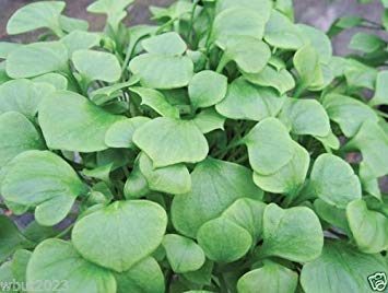 Miner's Lettuce Seeds - 1,000 Claytonia Perfoliata Seeds | Cold-Hardy Salad Greens for Home Garden | Perfect for Fresh Salads, Smoothies & Healthy Eating