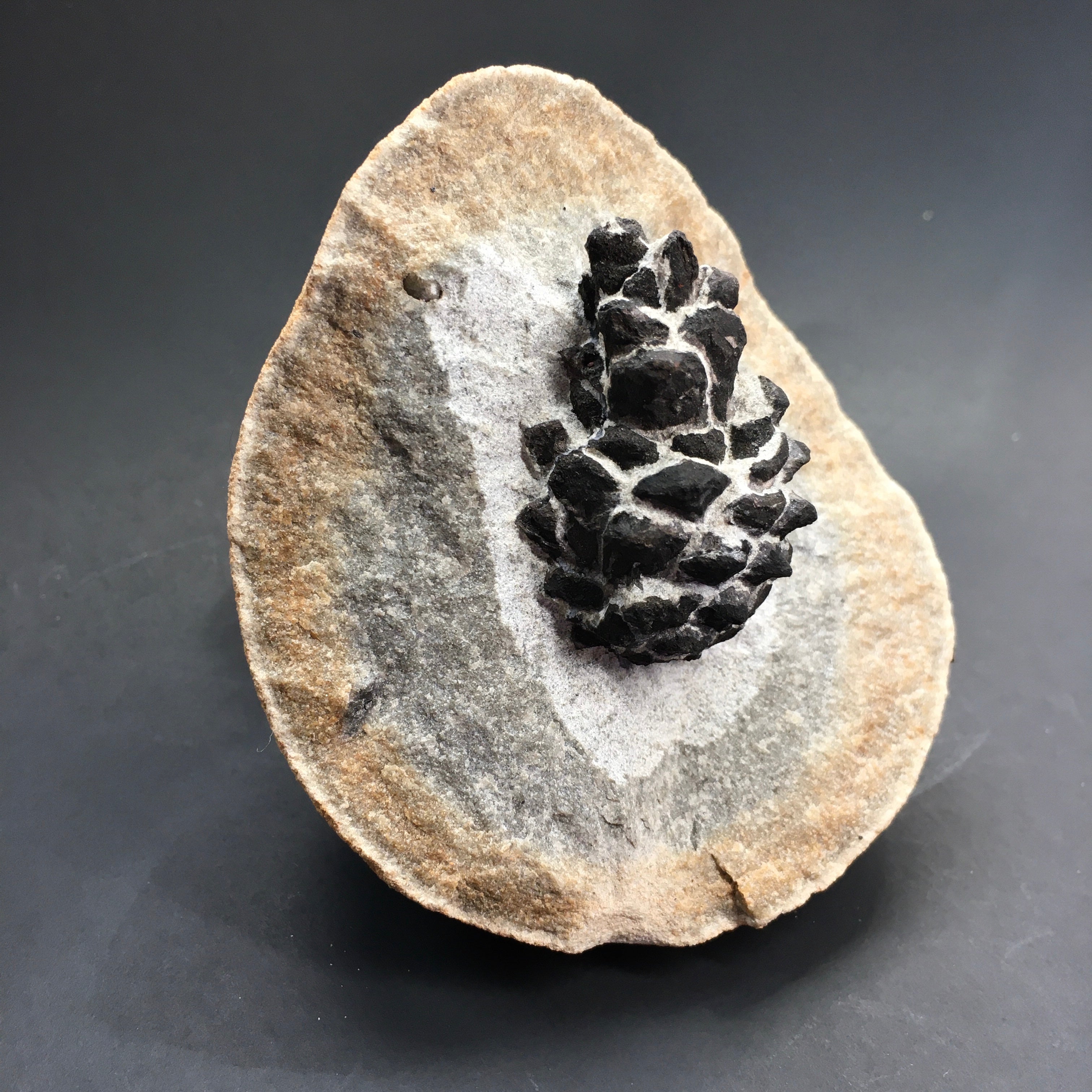Natural Pine Cones for Crafts and Decor | Bulk Pine Cones for DIY, Home Decor, and Holiday Ornaments | Perfect for Christmas, Fall, and Wedding Centerpieces