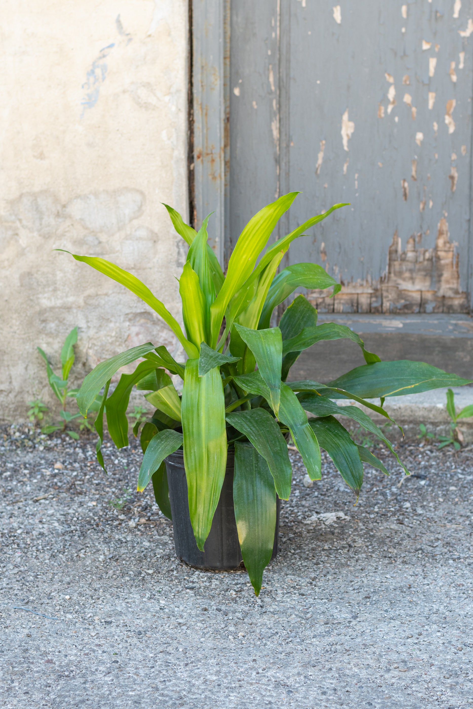 Dracaena 'Janet Craig' 8