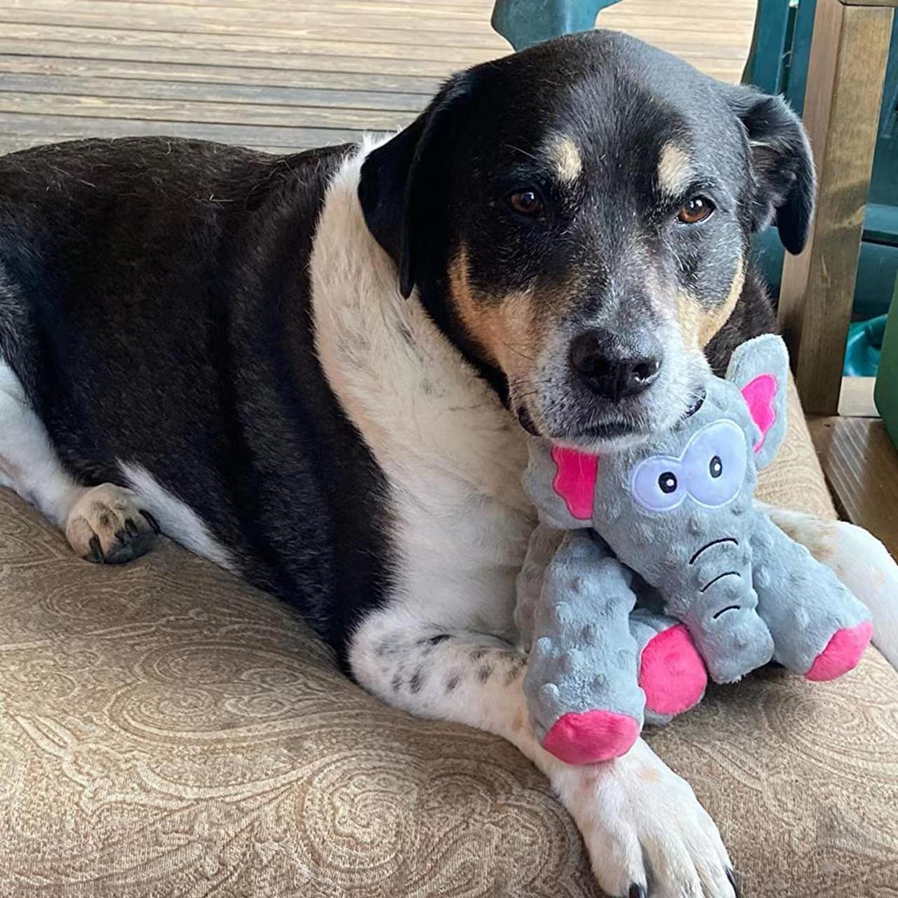 **Squeaky Plush Dog Toy for Small, Medium & Large Dogs - Soft Stuffed Chew Toy for Puppies, Teeth Cleaning & Boredom Relief - Perfect for Playtime, Training & Indoor/Outdoor Fun**