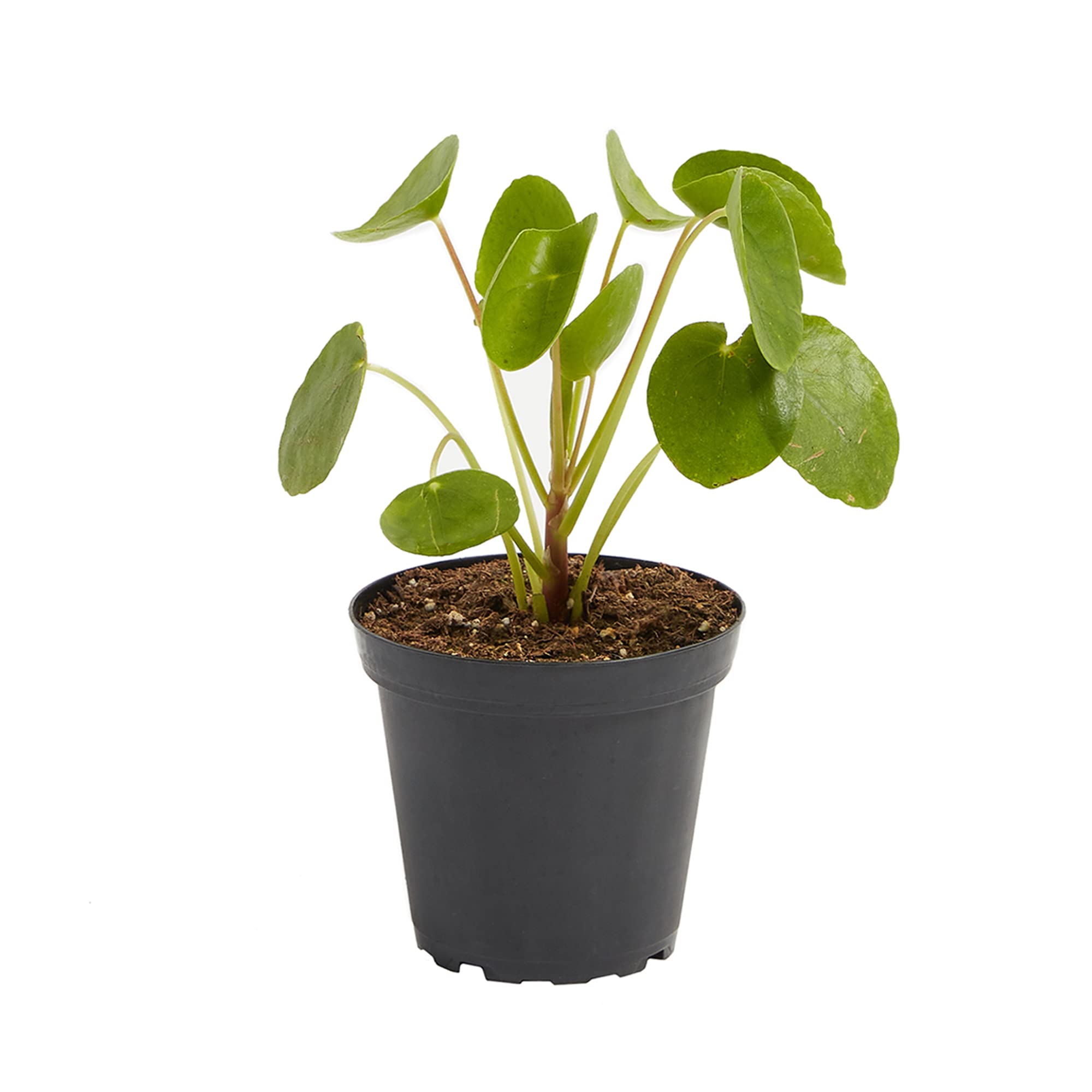 Lively Root Chinese Money Plant (Pilea Peperomioides) - 4 Inch Grower Pot, Easy Care Low Maintenance Live Indoor Houseplant, Pet Friendly Air Purifying Plant for Home, Office, and Gift Decor