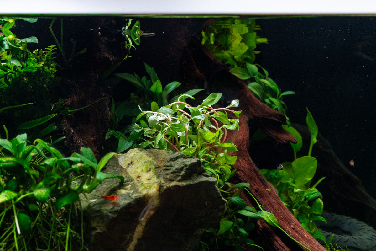 Ludwigia Inclinata var. Verticillata 'Pantanal' Aquatic Plant for Freshwater Aquariums - Perfect for Aquascaping and Fish Tank Decoration