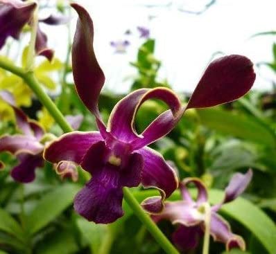 Dendrobium Sea Breeze Orchid - Live Hawaiian Plant in 3