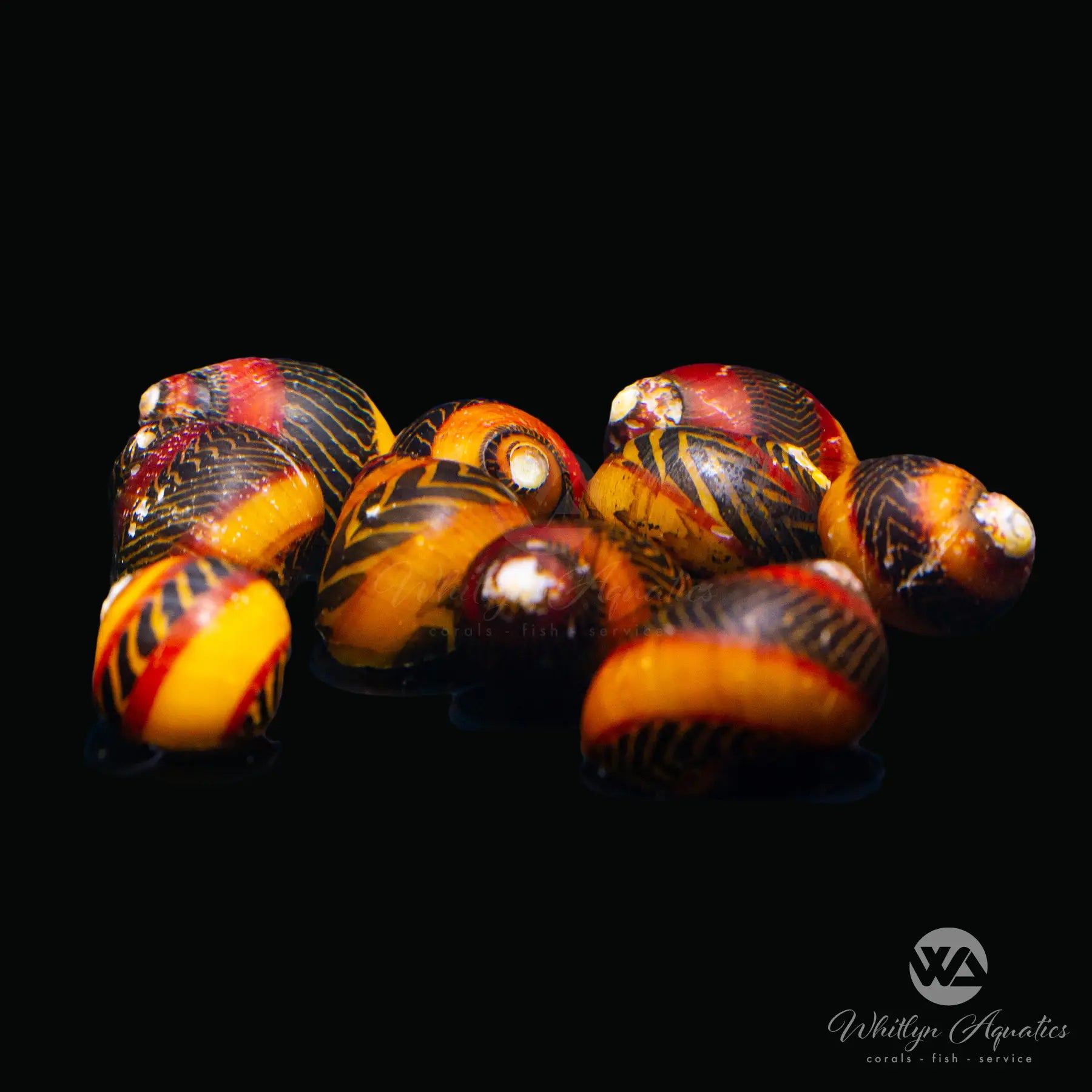 Premium Red Racer Nerite Snail (Vittina waigiensis) - Live Freshwater Aquarium Cleaner for Algae Control in Fish Tanks & Planted Aquariums
