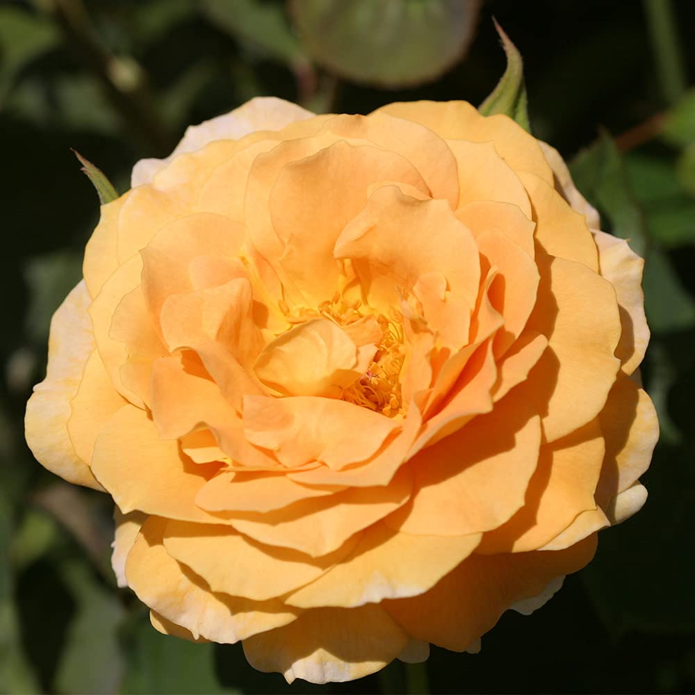 Honey Perfume™ Orange Floribunda Rose Bush - Heirloom Roses Live Plant for Outdoor Garden Planting | Perfect for Landscaping, Borders & Fragrant Gardens