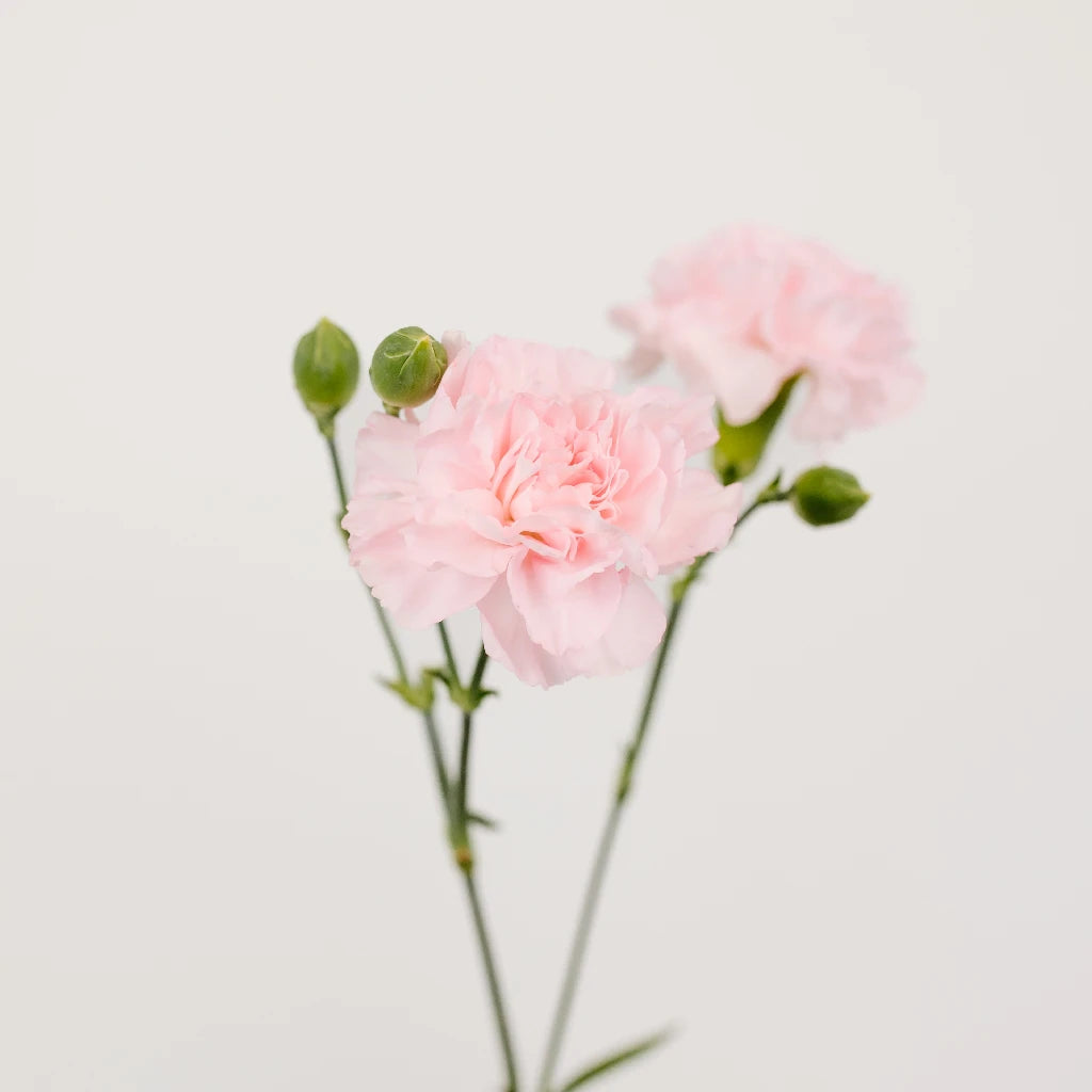 Ballet Pink Mini Carnation Flowers - Fresh Cut Flowers for Weddings, Home Decor & Gifts | Perfect for Bouquets, Centerpieces & DIY Floral Arrangements