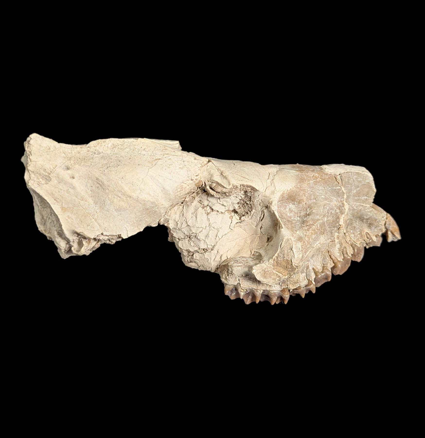 Authentic Merycoidodon Fossil Skull Specimen - Rare Prehistoric Oreodont Skull for Collectors & Paleontology Enthusiasts - Perfect for Museum Displays, Educational Projects & Home Decor