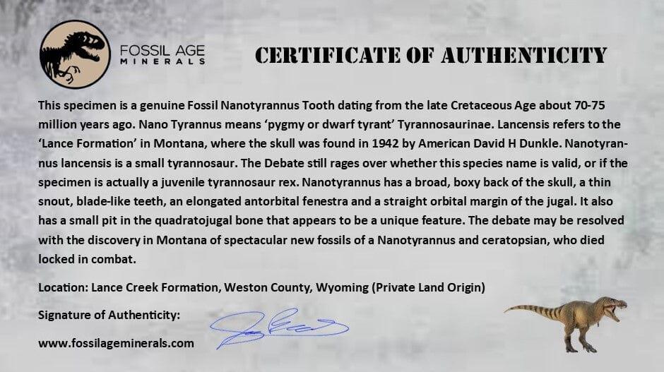 Authentic 0.6