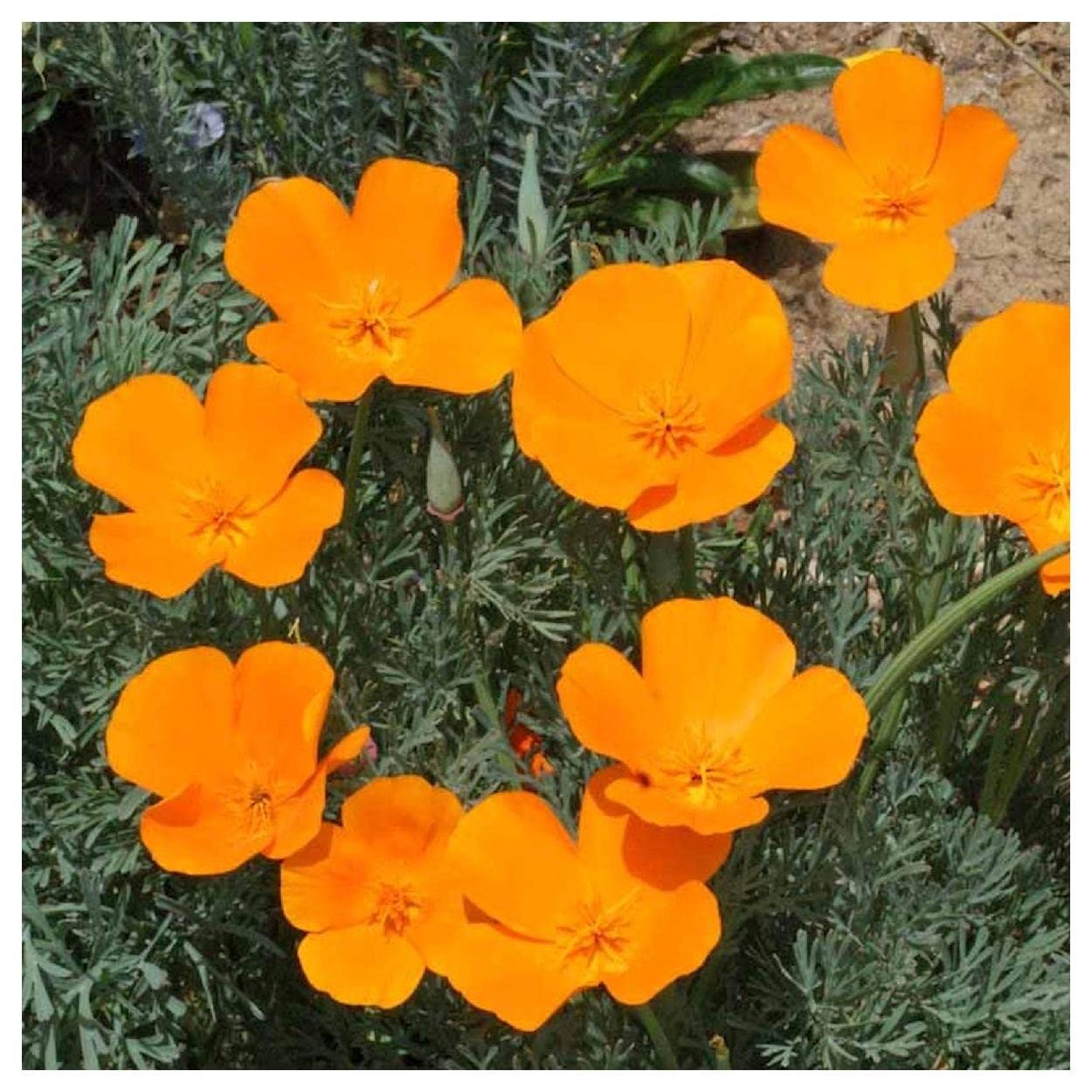 Everwilde Farms - 1000 Orange California Poppy Native Wildflower Seeds - Gold Vault Jumbo Seed Packet for Gardening, Landscaping & Pollinator Gardens