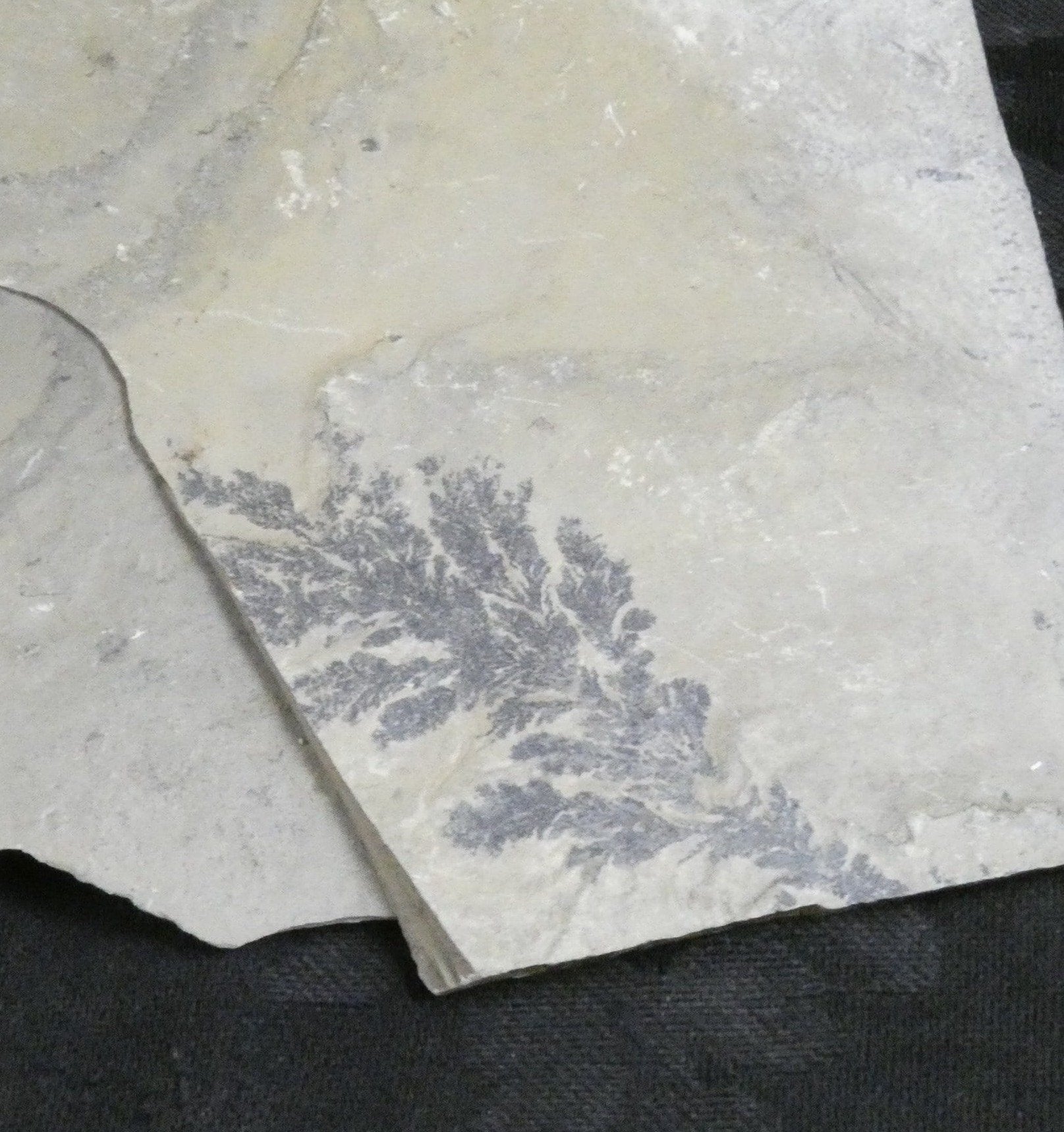 Dendrites in Matrix - Premium Quality Dendrite Crystals for Collectors & Decor | Perfect for Home Display, Science Education & Gift Giving