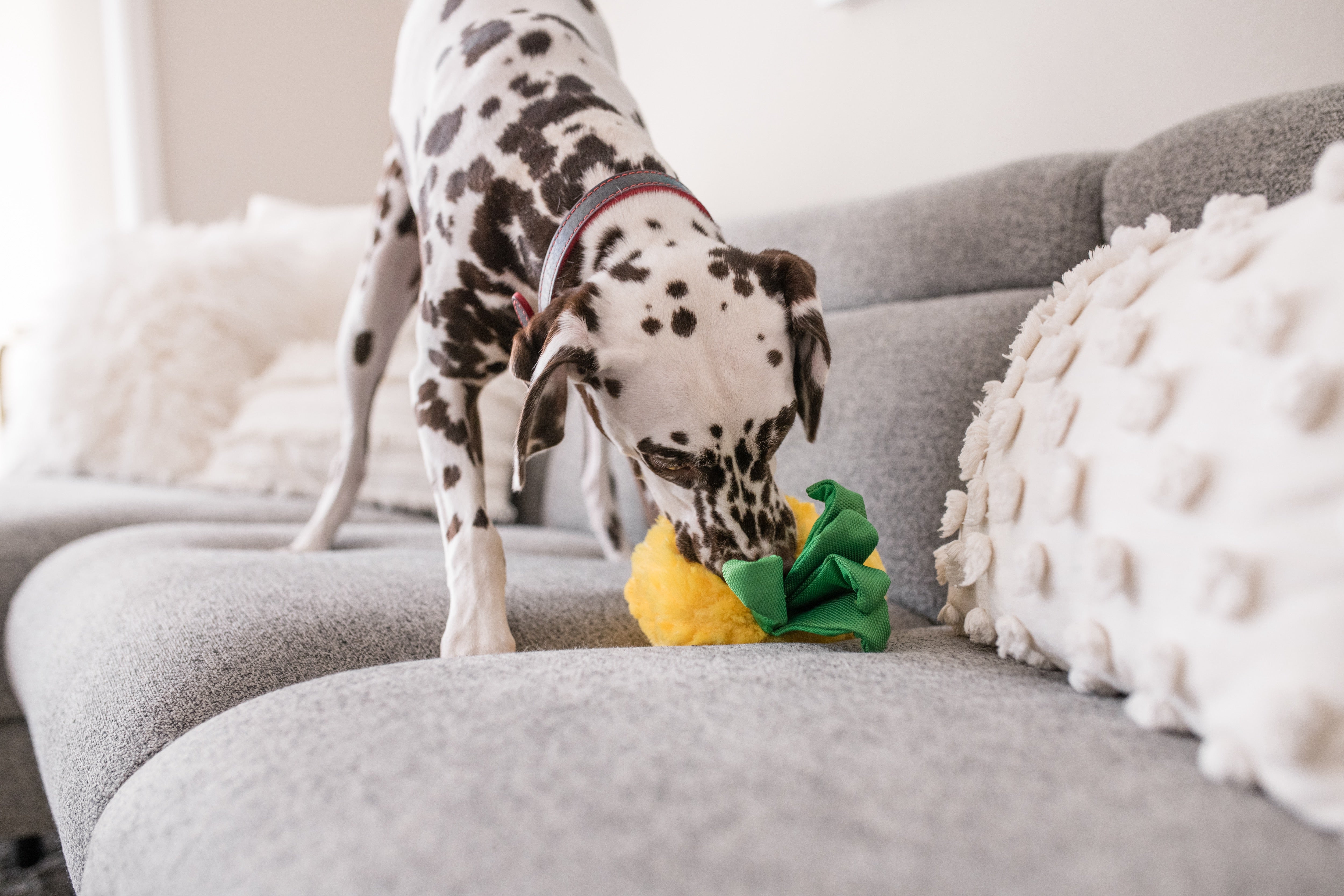 Tropical Paradise™ Dog Plush Toy - La Piña Chew Toy for Dogs | Soft & Durable Pet P.L.A.Y. Puppy Toy | Perfect for Playtime, Training & Cuddling