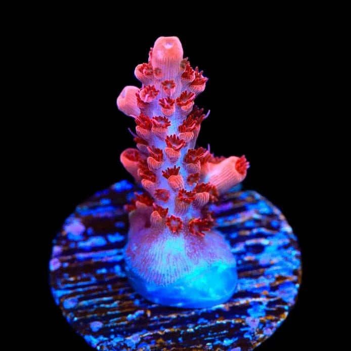 Premium CB Maleficent Acropora Coral for Saltwater Aquariums - Vibrant Purple & Green SPS Coral for Reef Tanks, Coral Frags, and Marine Aquascaping